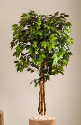 Alamkari India Fabric & Plastic Artificial Ficus Plant in Black Pot (180 cm)